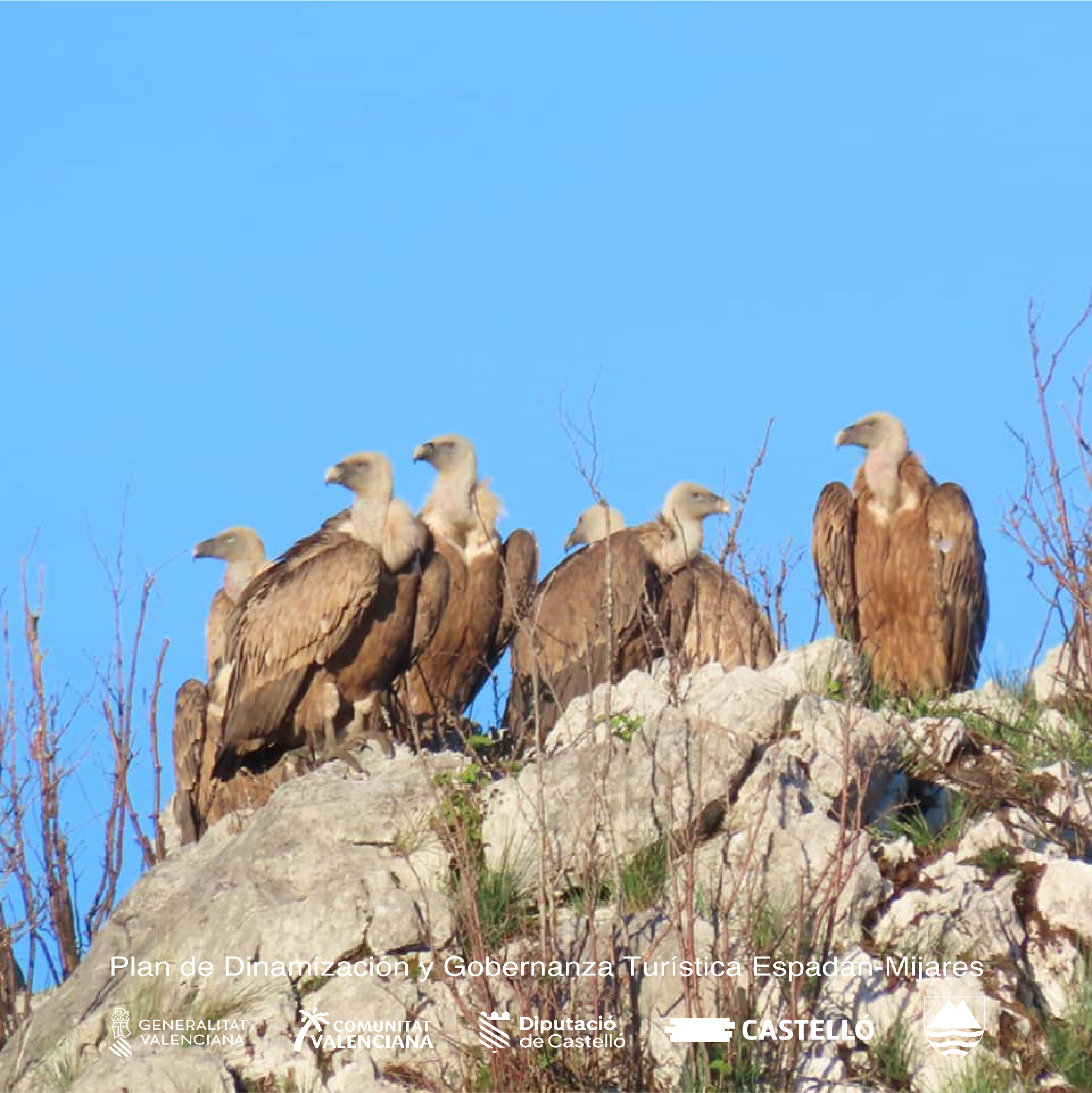 birding3