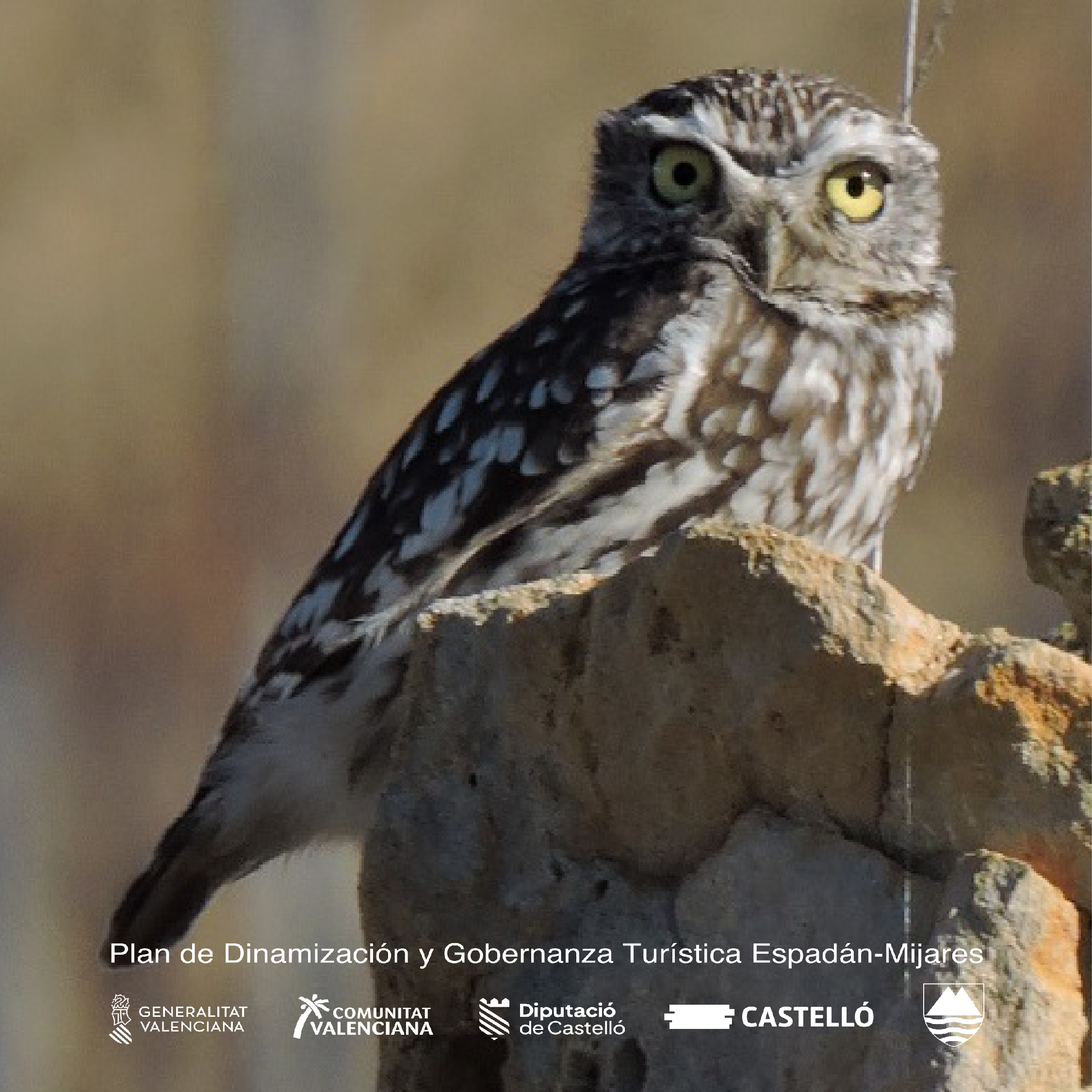 birding5