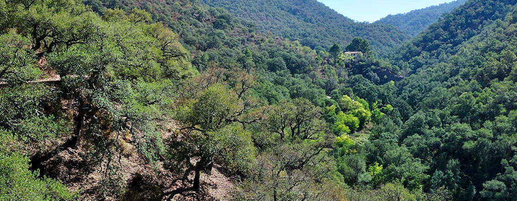 Parque nacional sierra de espadan